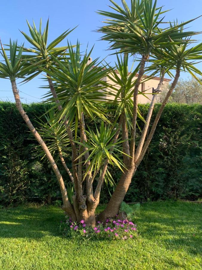 Villa Elimia Piscine Privee & Chauffee Antibes Buitenkant foto